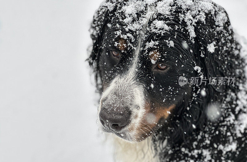 伯尔尼山犬