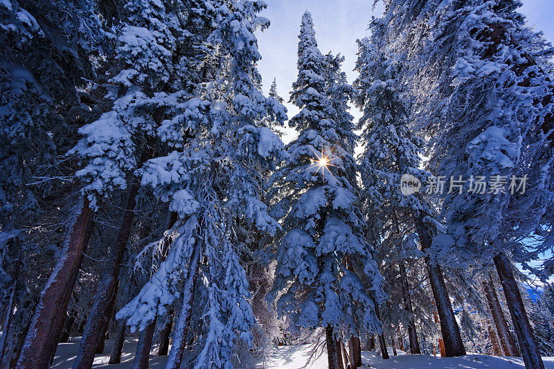 山常绿霜与新鲜的雪冬季景观