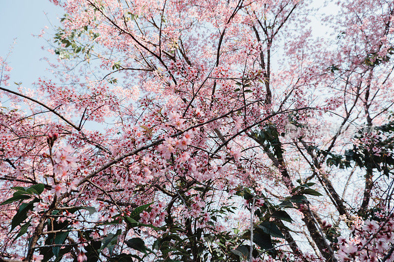 特写，泰国清莱邦空的樱花或泰国樱花