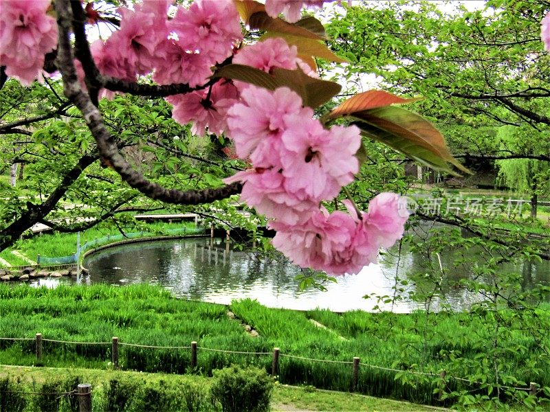 日本。池塘上方盛开的樱花枝。