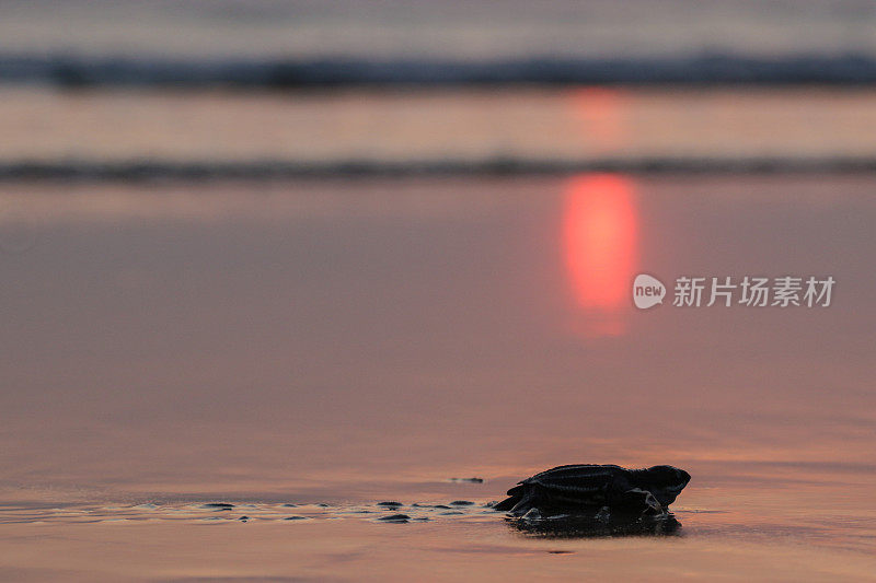 一只小乌龟爬回了亚齐岛的大海