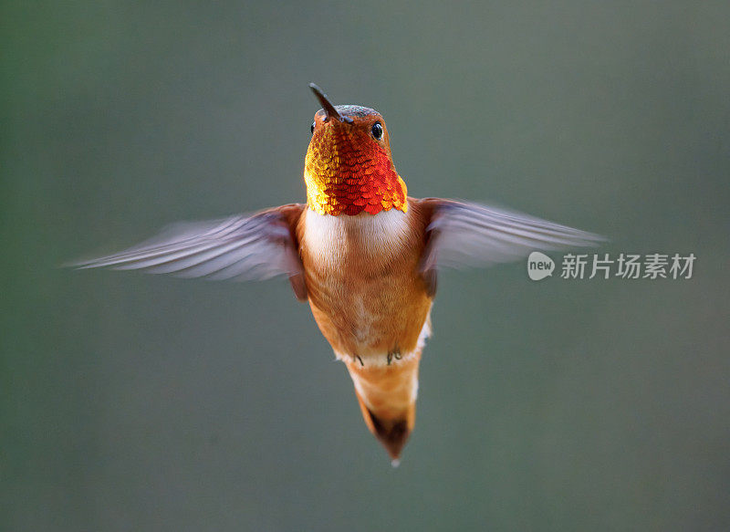 雄性红蜂鸟