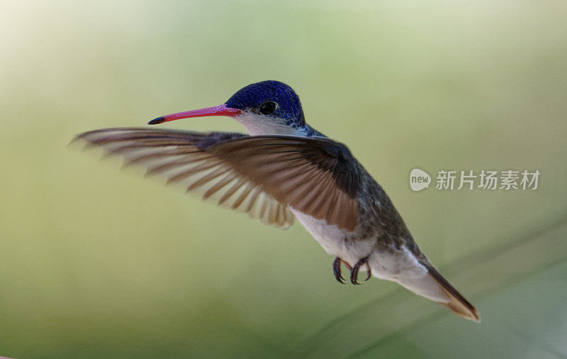 Violet-crowned蜂鸟
