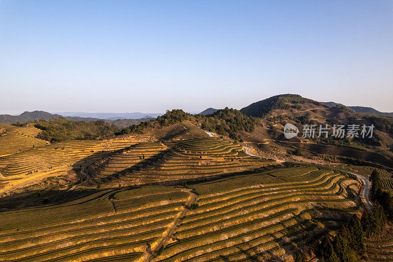 阳光明媚的一天，高山茶园的高角度视图