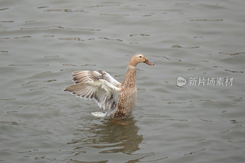 鸭子在池塘里拍打着翅膀