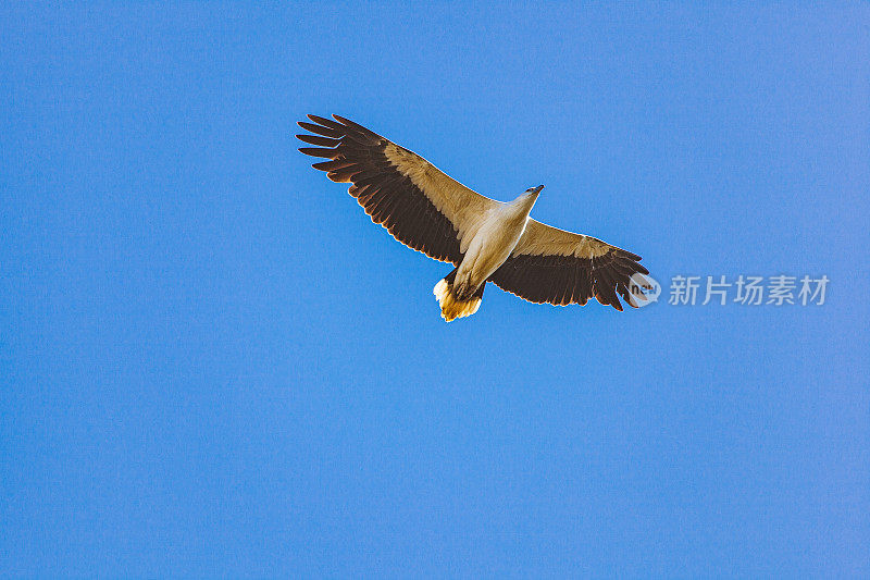 海鹰在湛蓝的天空中飞翔