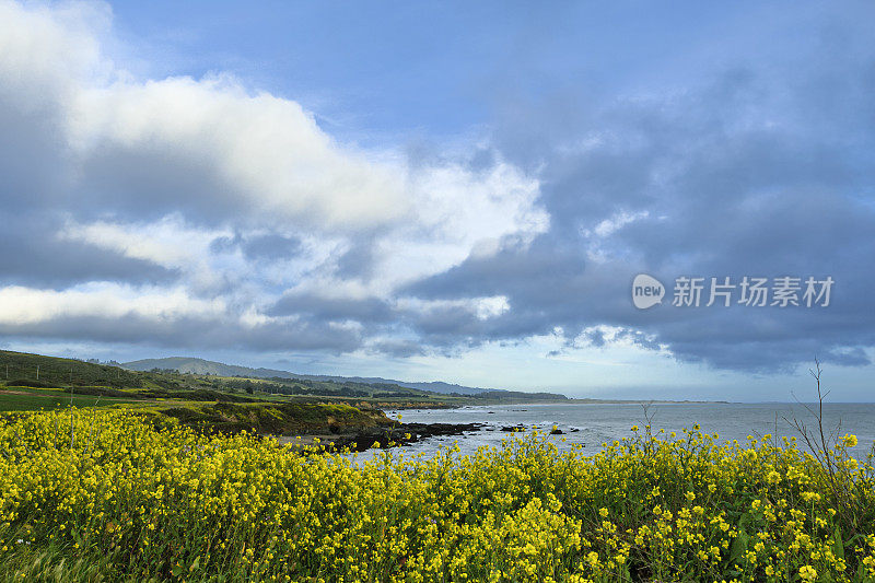 沿着加利福尼亚海岸的黄色野花