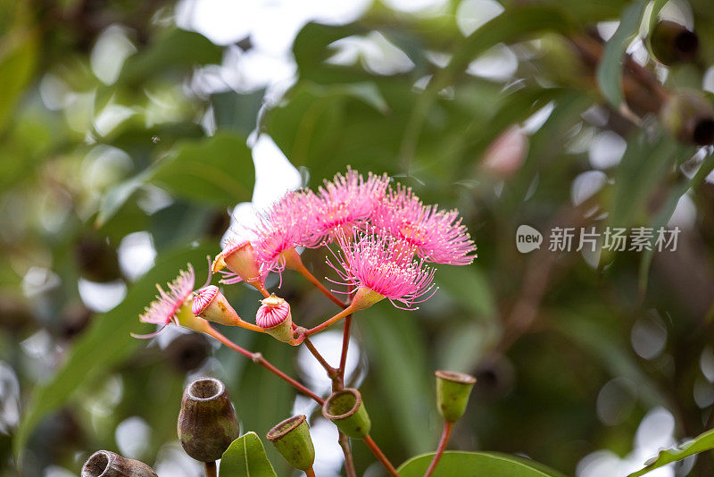 美丽的胶树粉红色的花和芽，背景与复制空间