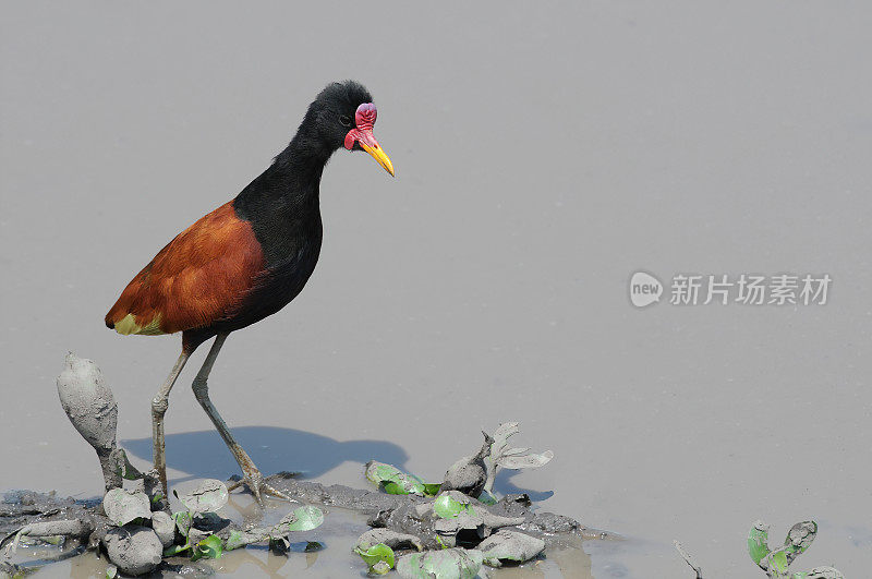 在巴西潘塔纳尔的一个池塘里有刺的Jacana