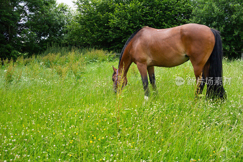马在草地上——美丽的海湾马在夏日的草地上平静地吃草。
