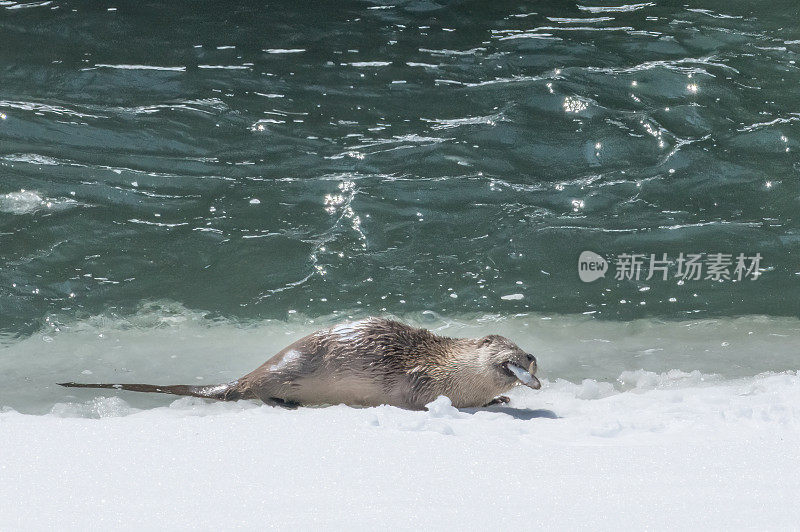 河獭捕鱼，现在在黄石生态系统积雪覆盖的拉马尔河岸