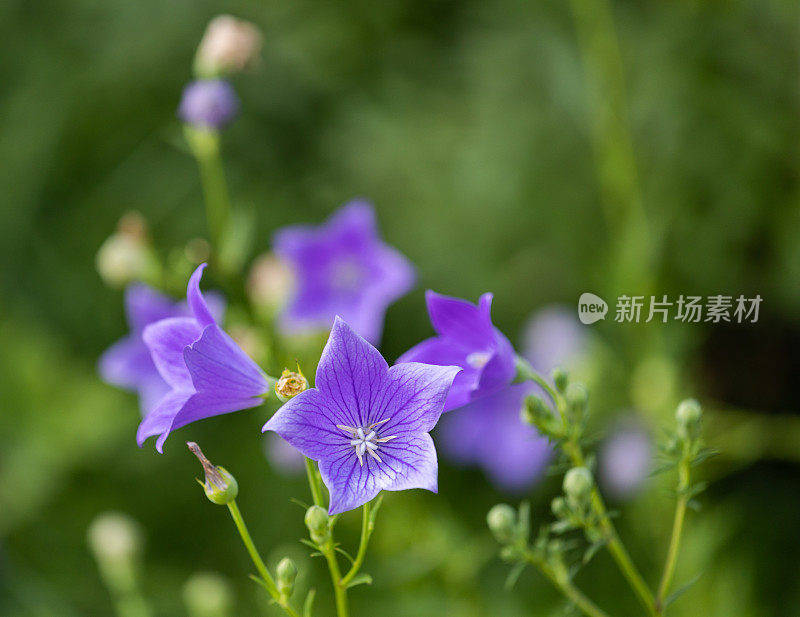 盛开的风铃花随风摇曳