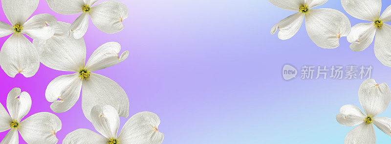 美丽的梯度丁香背景与浮动白色山茱萸花。化妆品广告及销售模板。本空间