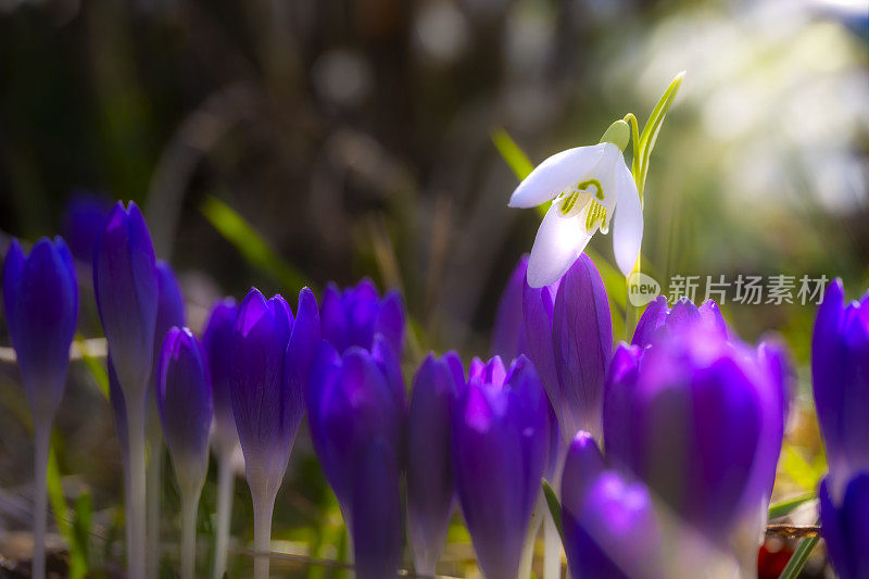 雪花莲和番红花