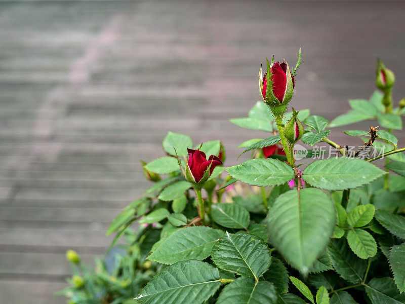 红玫瑰的花蕾。