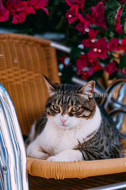 虎斑猫坐在露台上的椅子上