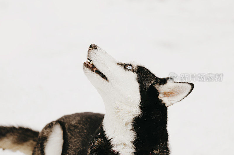 雪中的哈士奇