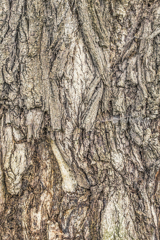 高分辨率抽象背景纹理描绘了一个古老的深沟杨树树皮与地衣生长和蜘蛛网细丝的细节
