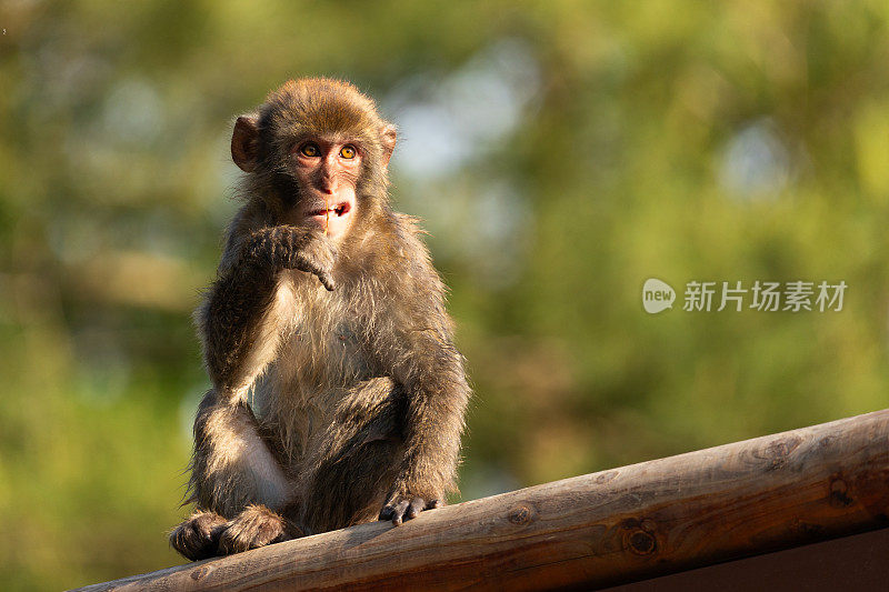 一只年轻的猕猴坐在一根圆木上玩耍，脸上带着愤怒的表情