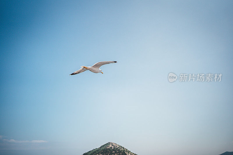 飞行中的海鸥