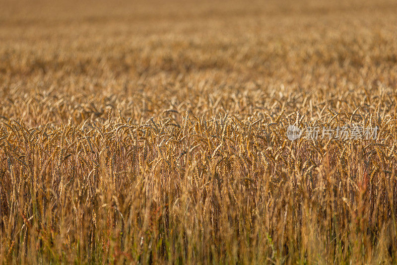 图卢兹的小麦种植