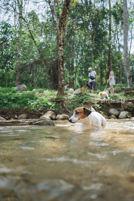 夏天，德国小猎犬和杰克罗素梗在小溪边放松