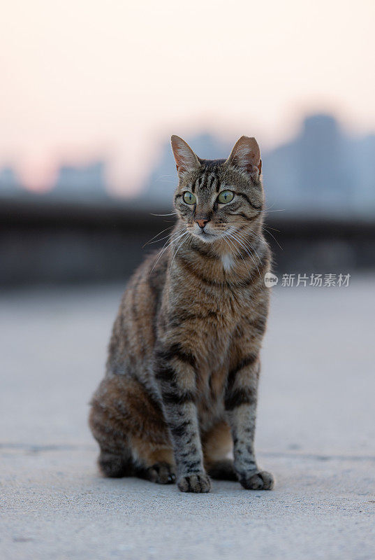 一只虎斑流浪猫坐在地上。