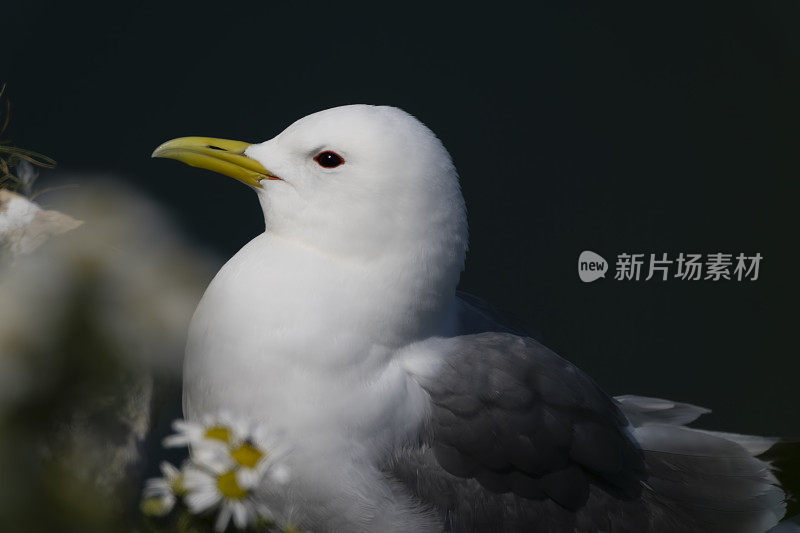 汉普顿悬崖上的基蒂威克