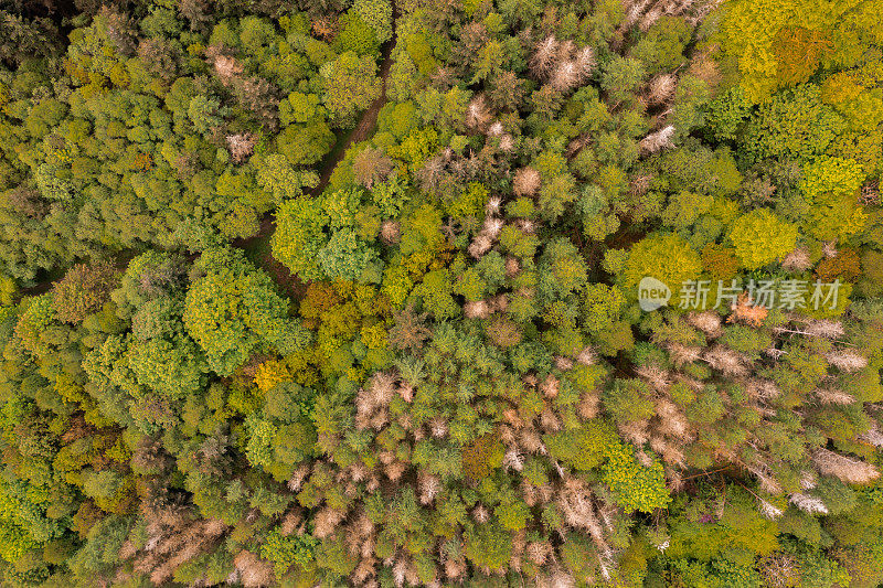 从一架飞越苏格兰林地的无人机上看到的景象