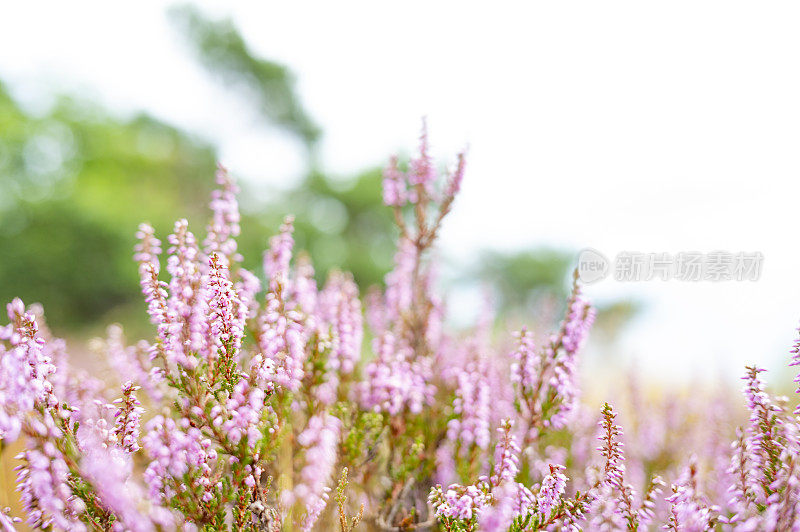 希思兰开花的石南植物特写