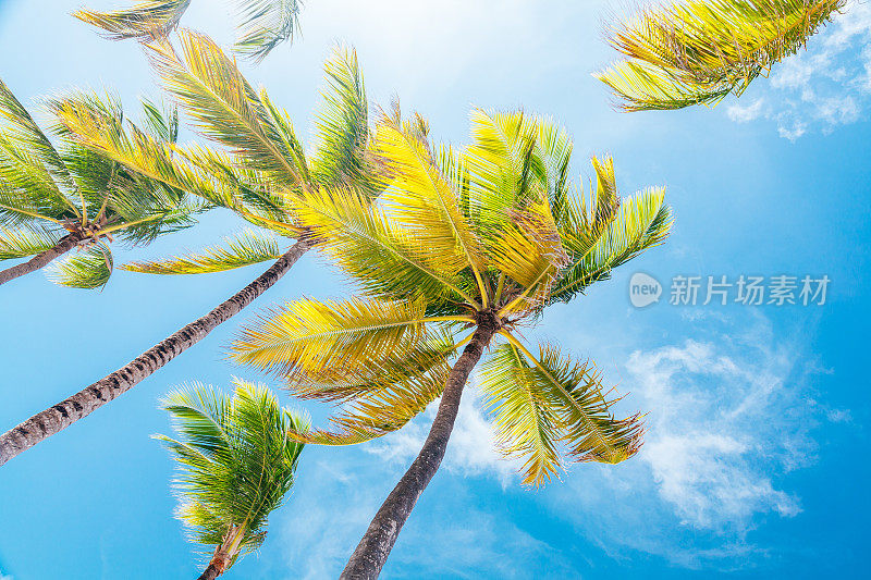 一群棕榈树，绿色和黄色的叶子映衬着蓝天。