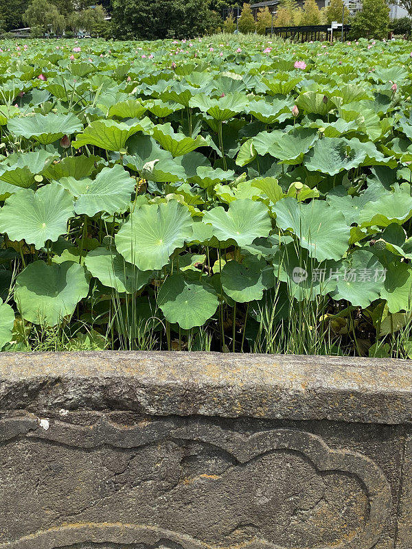 日本-东京-上野公园-新风野债券