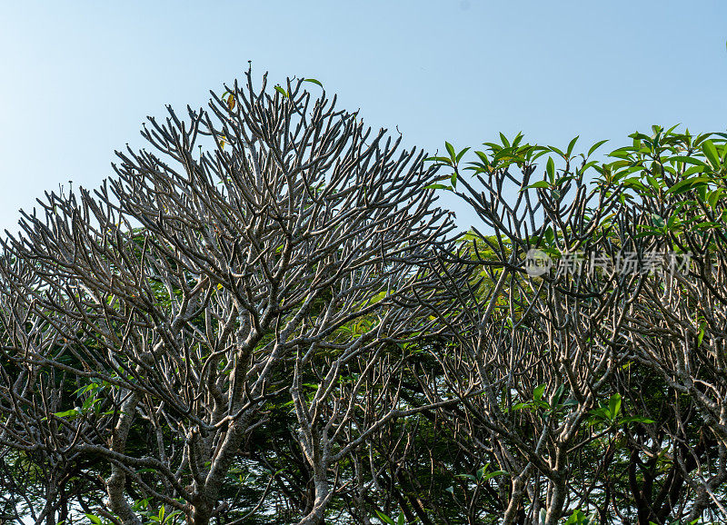 瓷树(鸡蛋花树)在陶峰山，巴里翁头省