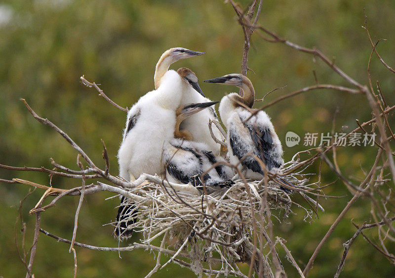 非洲镖鲈