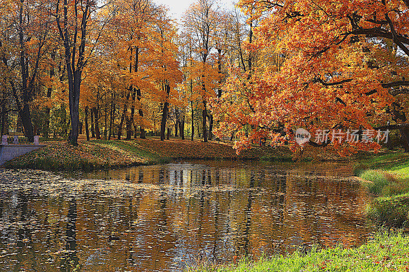 金秋时节的俄罗斯，背景。秋天的公园在十月的一个阳光明媚的日子里，湖中长着红红的枫叶和橡树。公园里美丽明亮的自然景观，四季分明，邀请散步，