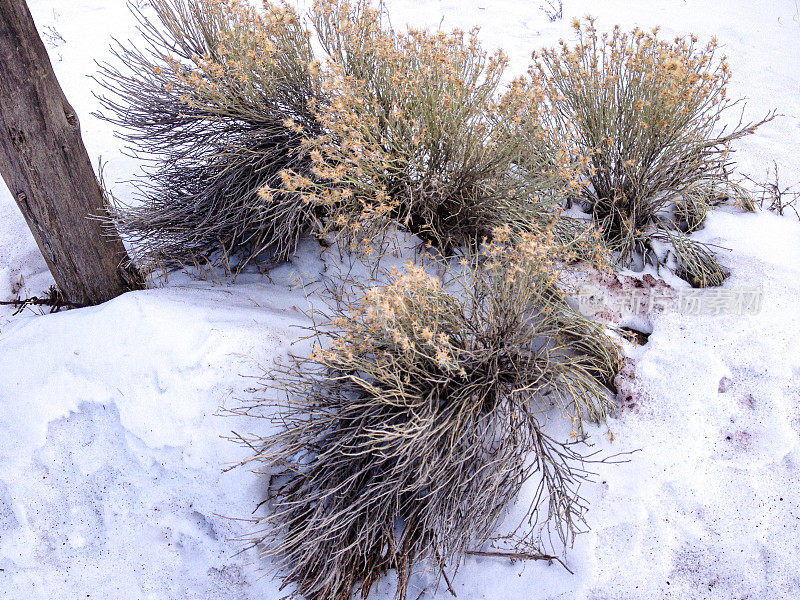 冬雪中的植物