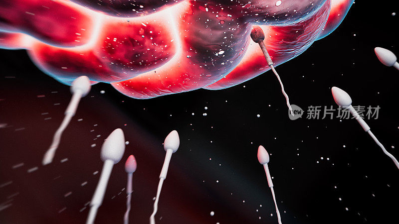 人类精子和卵细胞的受精