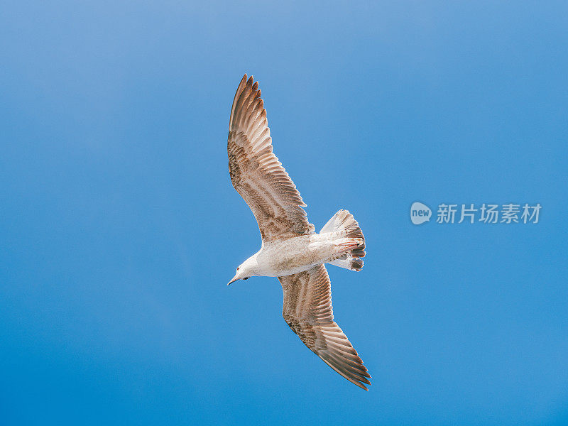 土耳其伊斯坦布尔，海鸥在蓝天中飞翔