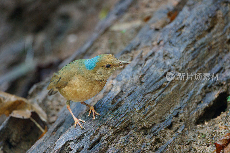 琵塔鸟:成年雄性蓝枕琵塔鸟(nipalhydrornis)。