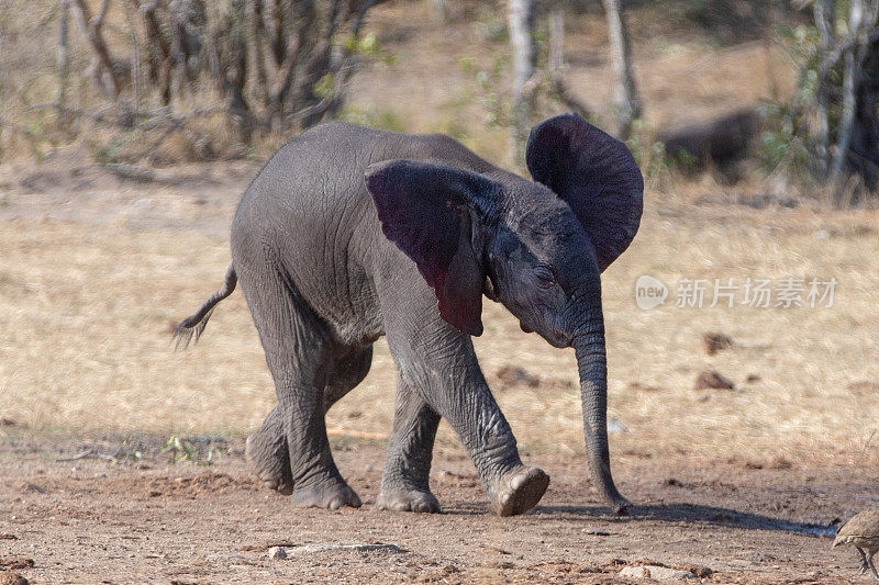在非洲奔跑的野生小象