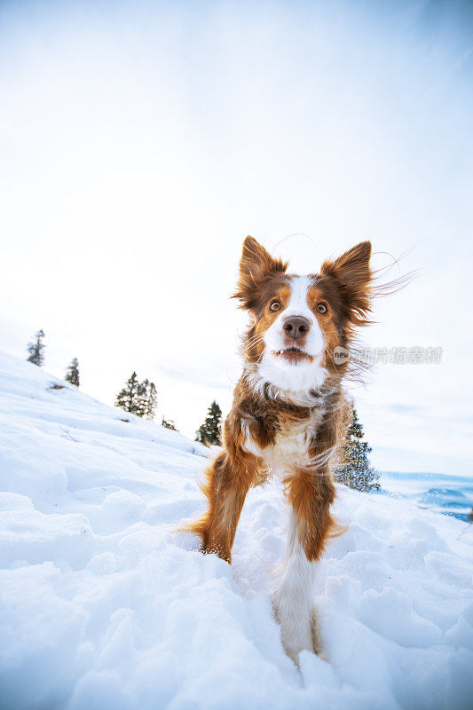 可爱的小狗在雪地里蹦蹦跳跳