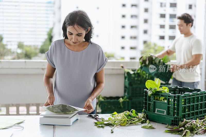 可持续经济——小企业主将新收获的有机蔬菜打包出售