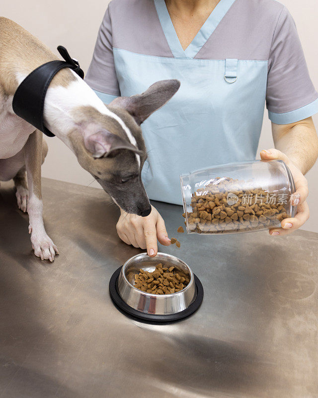 兽医告诉狗狗你能吃多少干粮。情感的兽医诊所