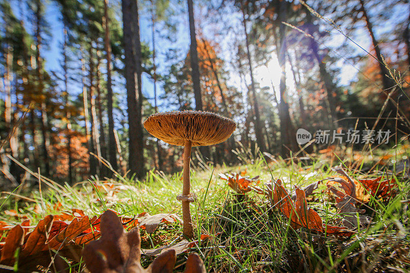 真菌生活在森林里。美丽的真菌和蘑菇生长
