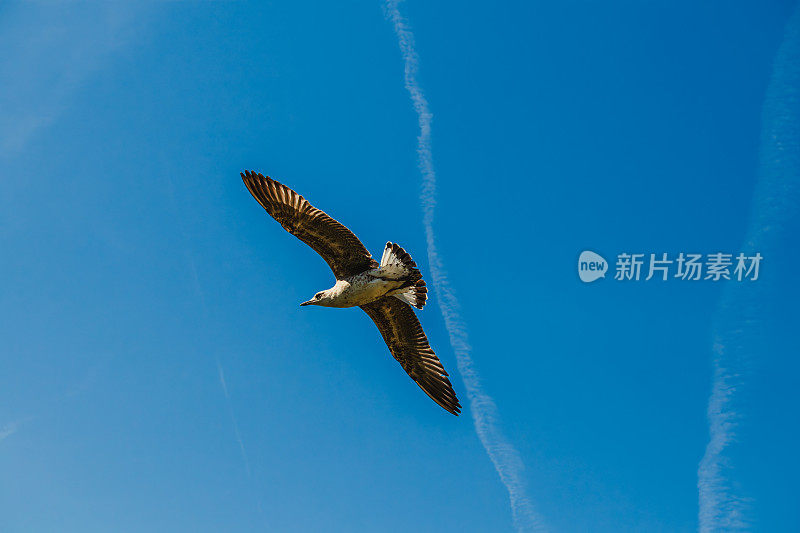 灰鸟鸟群在蓝天白云的背景下飞来飞去。