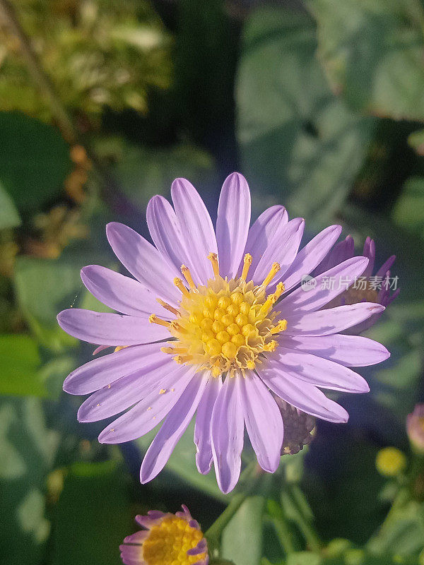 菊花或紫色雏菊