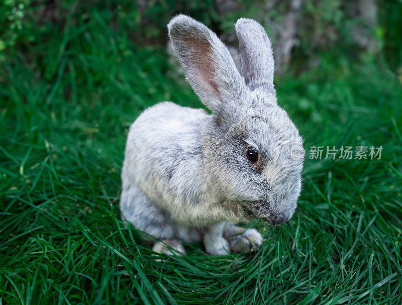 一只中等大小的银色大兔子躺在绿色的草地上