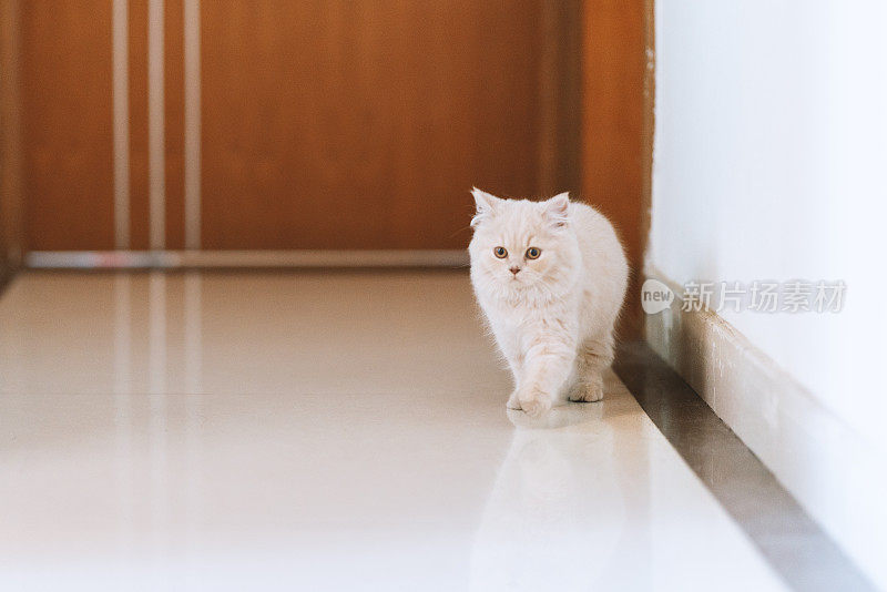 这只可爱的，胖乎乎的，奶油色的英国长毛猫快乐地躺在地上，而小猫正在慢慢长大。偶尔，它会玩逗猫游戏，有时它会躲在门后，从门缝里偷看它的主人。