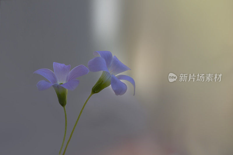 一种假三叶草，孤立于自然界的紫色花朵上。酢浆草triangularis。