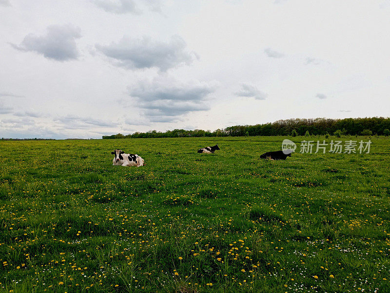 三头牛躺在绿色的草地上。广阔的牧场上美丽的风景，草地上长满了新鲜的绿草，奶牛静静地躺在地上休息。关于畜牧业和奶牛放牧的话题。
